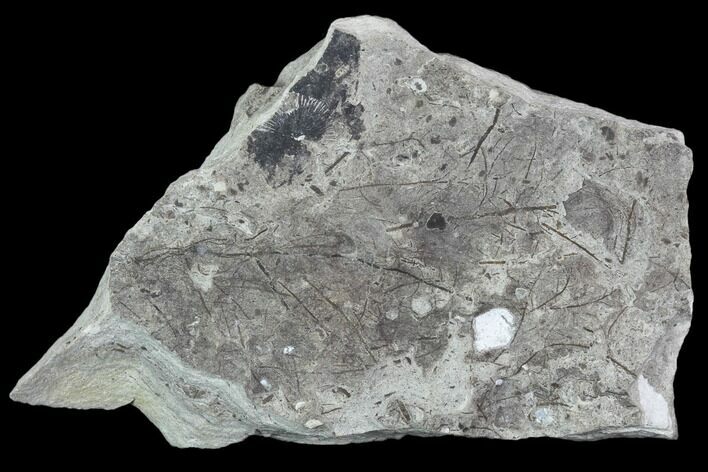 Plate Of Silurian Fossil Algae (Leveillites) - Estonia #102624